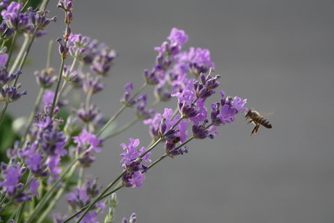 How Pesticides negatively affect our food supply