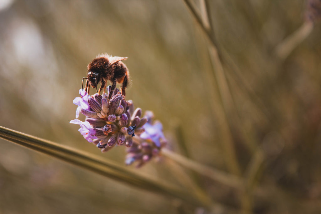 What's causing the bee population's rapid decline— and why it matters